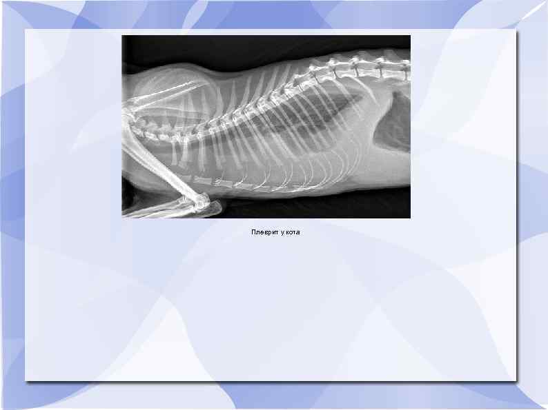 Плеврит у кота 