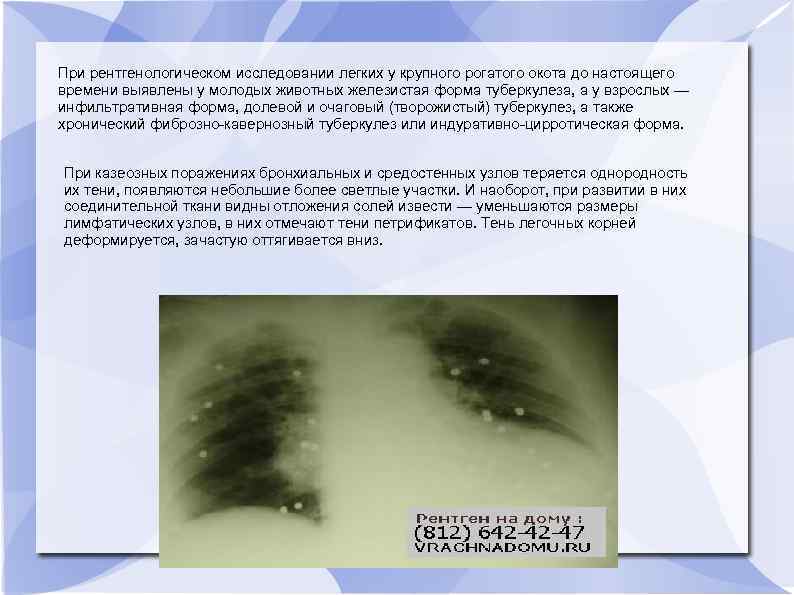 При рентгенологическом исследовании легких у крупного рогатого окота до настоящего времени выявлены у молодых