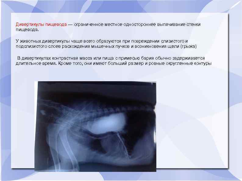Дивертикулы пищевода — ограниченное местное одностороннее выпячивание стенки пищевода. У животных дивертикулы чаще всего