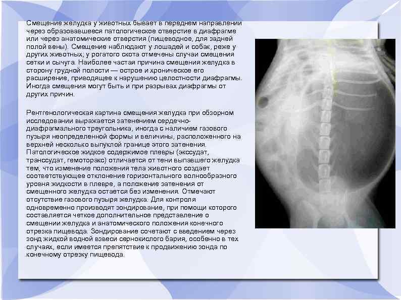 Смещение желудка у животных бывает в переднем направлении через образовавшееся патологическое отверстие в диафрагме