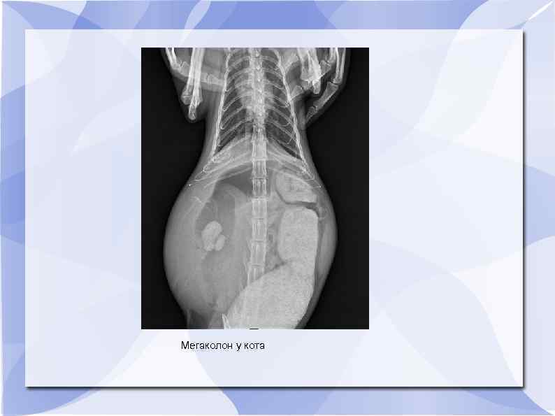 Мегаколон у кота 