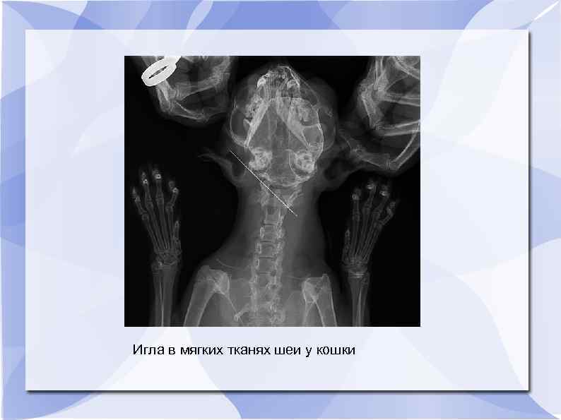 Игла в мягких тканях шеи у кошки 