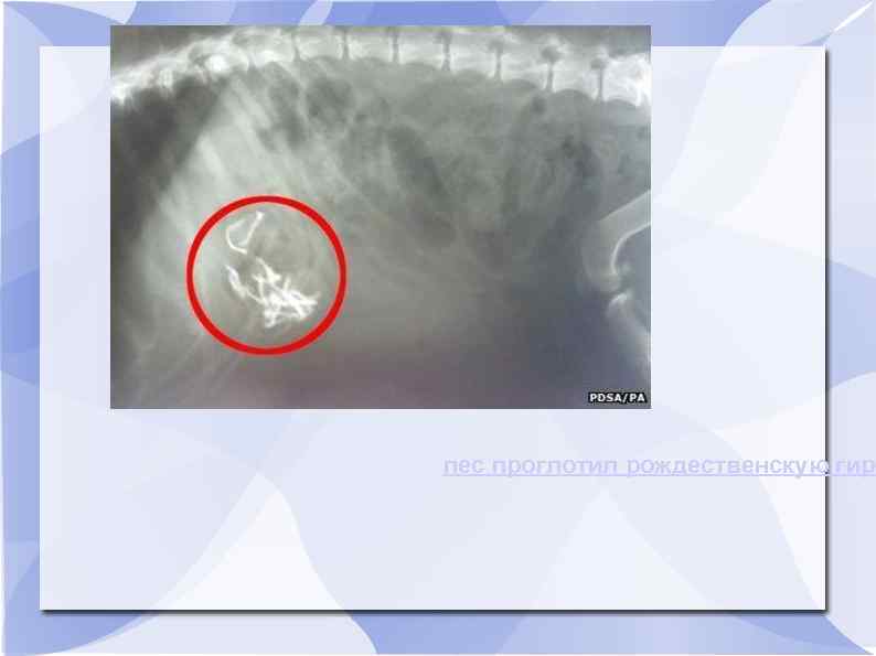 пес проглотил рождественскую гирл 