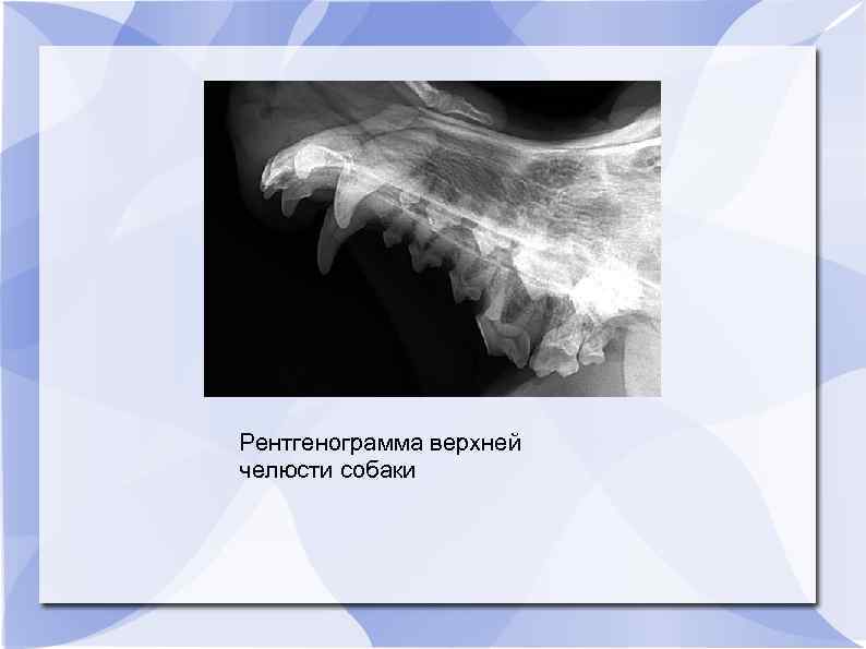 Рентгенограмма верхней челюсти собаки 