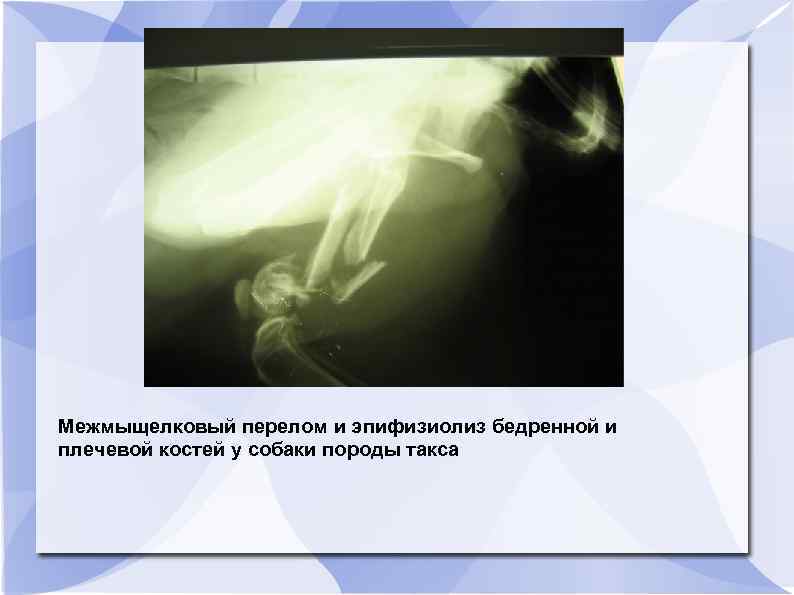 Межмыщелковый перелом и эпифизиолиз бедренной и плечевой костей у собаки породы такса 
