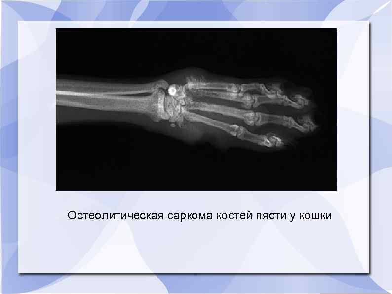 Остеолитическая саркома костей пясти у кошки 