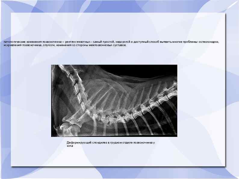 патологические изменения позвоночника – рентген животных - самый простой, недорогой и доступный способ выявить