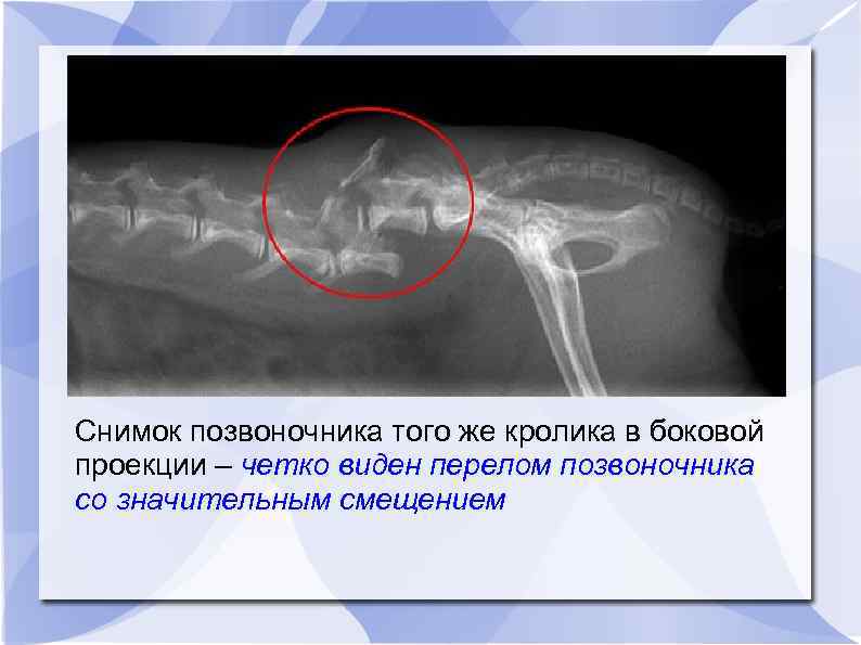Снимок позвоночника того же кролика в боковой проекции – четко виден перелом позвоночника со