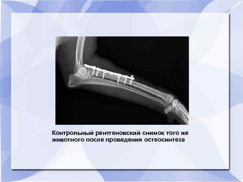 Контрольный рентгеновский снимок того же животного после проведения остеосинтеза 
