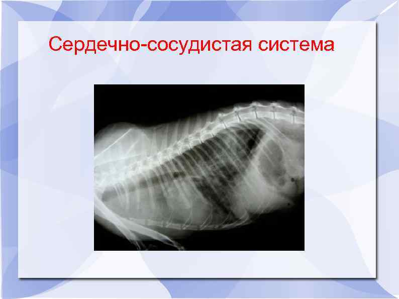 Сердечно-сосудистая система 