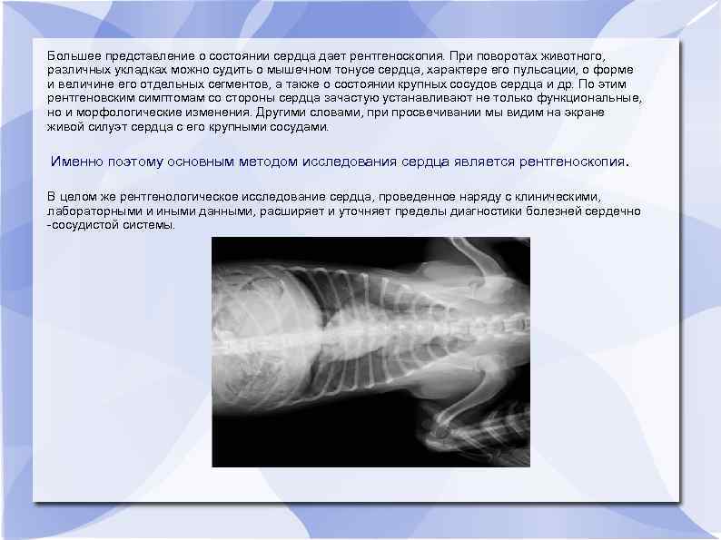 Большее представление о состоянии сердца дает рентгеноскопия. При поворотах животного, различных укладках можно судить