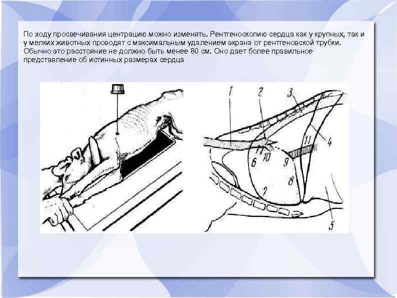 По ходу просвечивания центрацию можно изменять. Рентгеноскопию сердца как у крупных, так и у