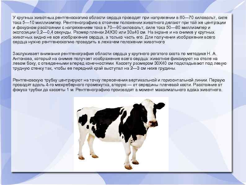 У крупных животных рентгеноскопию области сердца проводят при напряжении в 60— 70 киловольт, силе