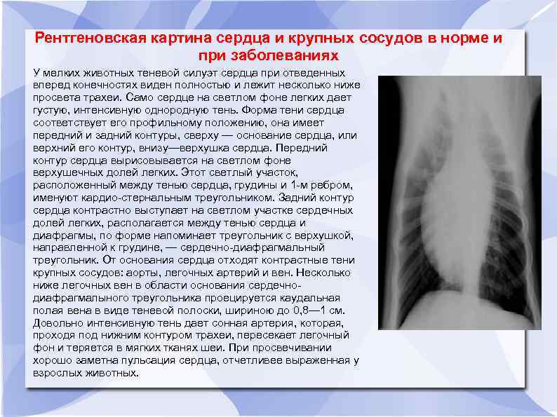 Рентгеновская картина сердца и крупных сосудов в норме и при заболеваниях У мелких животных