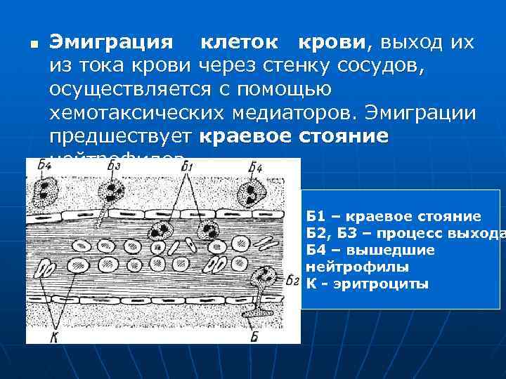 n Эмиграция клеток крови, выход их из тока крови через стенку сосудов, осуществляется с