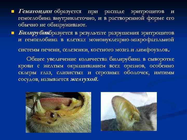 n n Гематоидин образуется при распаде эритроцитов и гемоглобина внутриклеточно, и в растворенной форме