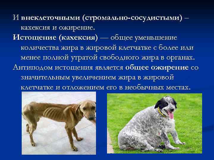И внеклеточными (стромально-сосудистыми) – кахексия и ожирение. Истощение (кахексия) — общее уменьшение количества жира