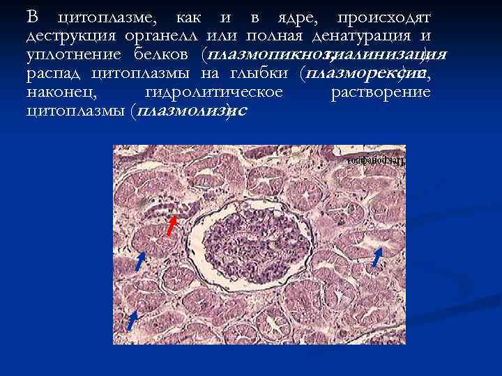 В цитоплазме, как и в ядре, происходят деструкция органелл или полная денатурация и уплотнение