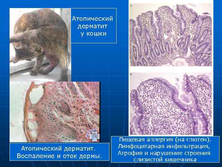 Атопический дерматит у кошки Атопический дерматит. Воспаление и отек дермы. Пищевая аллергия (на глютен).