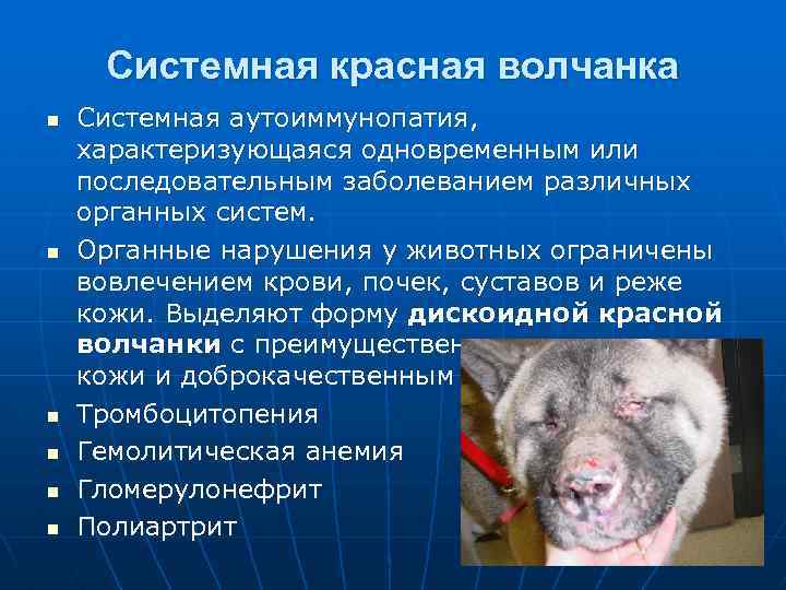 Системная красная волчанка n n n Системная аутоиммунопатия, характеризующаяся одновременным или последовательным заболеванием различных