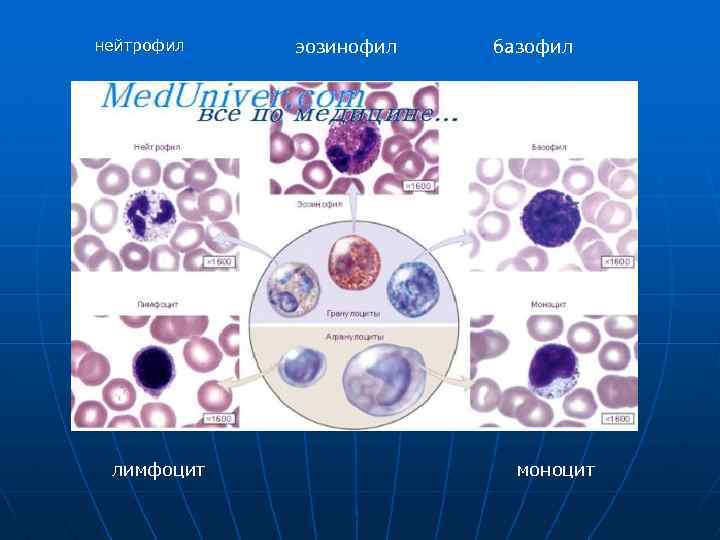 нейтрофил лимфоцит эозинофил базофил моноцит 
