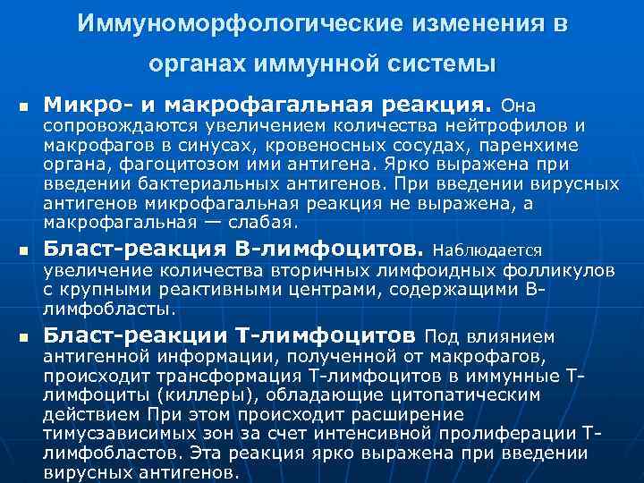 Иммуноморфологические изменения в органах иммунной системы n Микро- и макрофагальная реакция. Она n Бласт-реакция