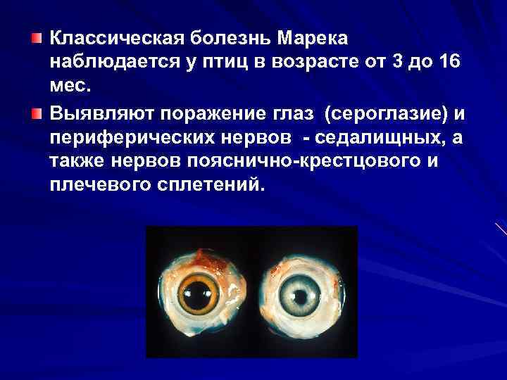 Классическая болезнь Марека наблюдается у птиц в возрасте от 3 до 16 мес. Выявляют