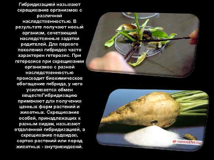 Гибридизацией называют скрещивание организмов с различной наследственностью. В результате получают новый организм, сочетающий наследственные