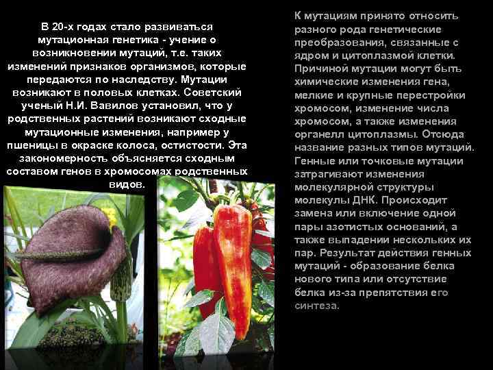 В 20 -х годах стало развиваться мутационная генетика - учение о возникновении мутаций, т.