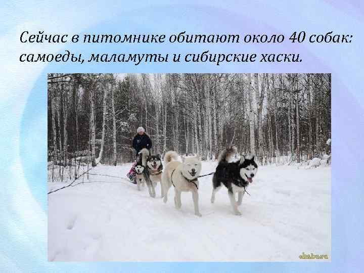 Сейчас в питомнике обитают около 40 собак: самоеды, маламуты и сибирские хаски. 