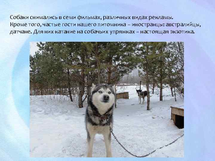 Собаки снимались в семи фильмах, различных видах рекламы. Кроме того, частые гости нашего питомника