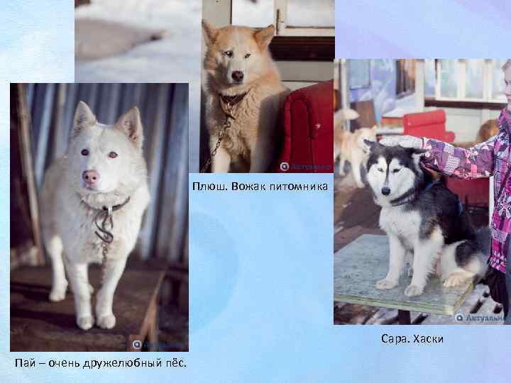 Плюш. Вожак питомника Сара. Хаски Пай – очень дружелюбный пёс. 