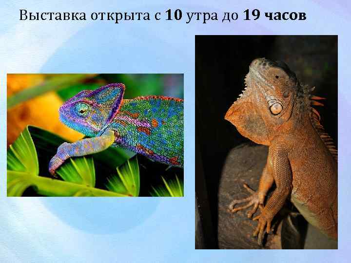 Выставка открыта с 10 утра до 19 часов 