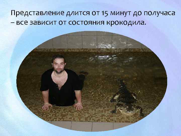 Представление длится от 15 минут до получаса – все зависит от состояния крокодила. 