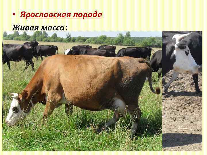  • Ярославская порода Живая масса: коровы - 460 - 550 кг, быки -