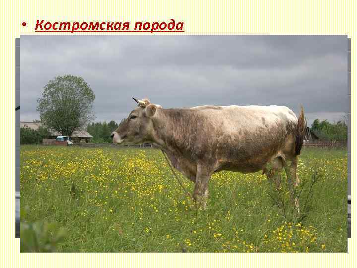  • Костромская порода Живая масса: коровы - 500 - 700 кг. , быки