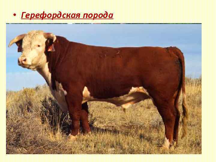  • Герефордская порода Живая масса: коровы - 500 -600 кг (до 750 кг)