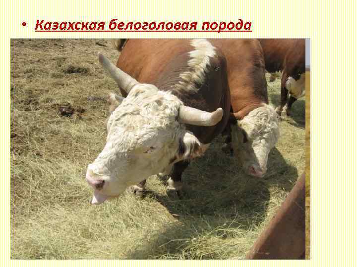  • Казахская белоголовая порода Живая масса: коровы - 500 -560 кг (до 800