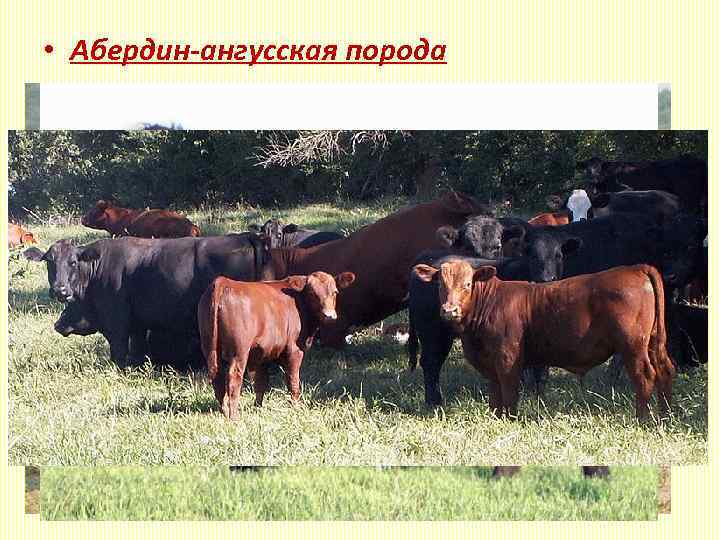  • Абердин-ангусская порода Живая масса: коровы - 650 -700 кг. , быки на