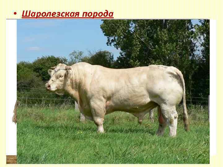  • Шаролезская порода Живая масса: коровы - 700 -800 кг. , быков —