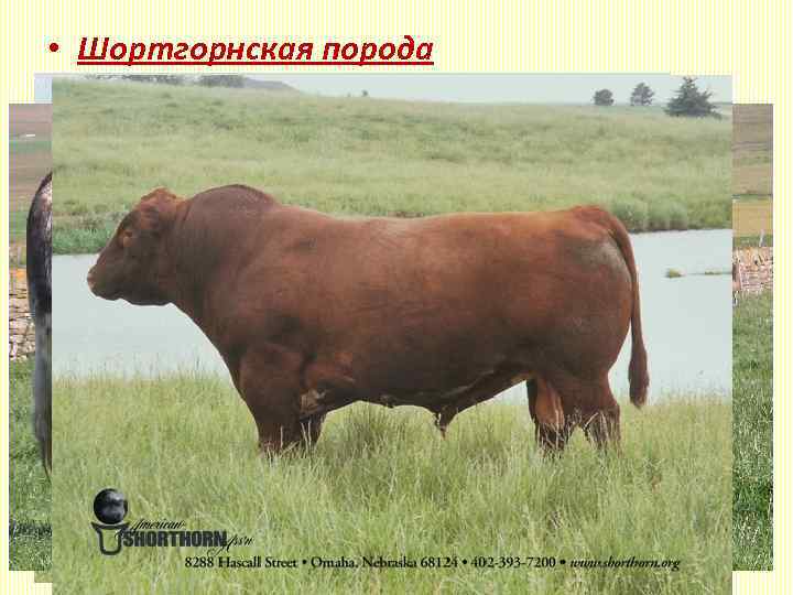  • Шортгорнская порода Живая масса: коровы - 500 – 600 кг. , быки