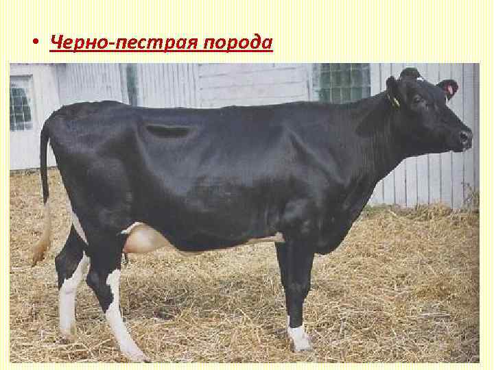  • Черно-пестрая порода Живая масса: Коров - 470 - 550 кг, Быков -