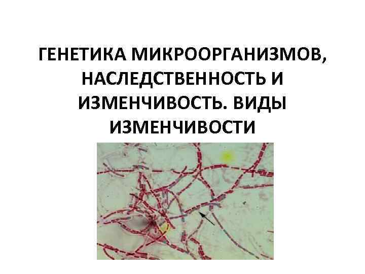 ГЕНЕТИКА МИКРООРГАНИЗМОВ, НАСЛЕДСТВЕННОСТЬ И ИЗМЕНЧИВОСТЬ. ВИДЫ ИЗМЕНЧИВОСТИ 