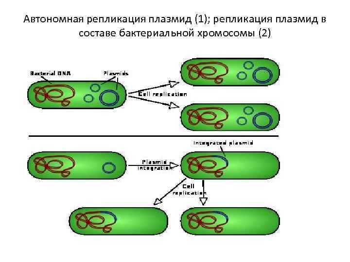 Вирус бактерия или плазмида несущая встроенный фрагмент