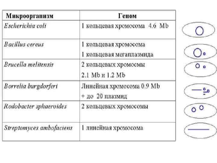 Схема формы изменчивости бактерий