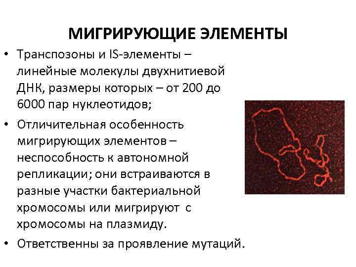 МИГРИРУЮЩИЕ ЭЛЕМЕНТЫ • Транспозоны и IS-элементы – линейные молекулы двухнитиевой ДНК, размеры которых –