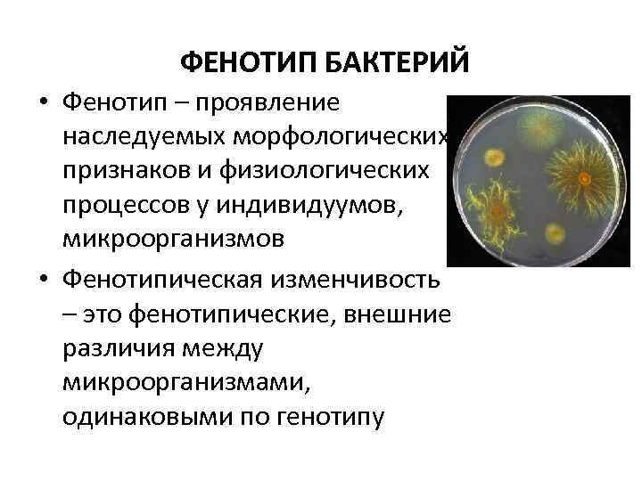  ФЕНОТИП БАКТЕРИЙ • Фенотип – проявление наследуемых морфологических признаков и физиологических процессов у