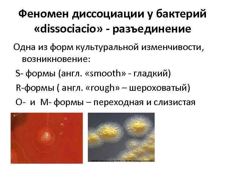 Феномен диссоциации у бактерий «dissociacio» - разъединение Одна из форм культуральной изменчивости, возникновение: S-