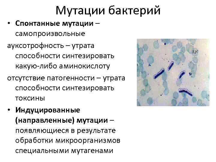 Спонтанная мутация