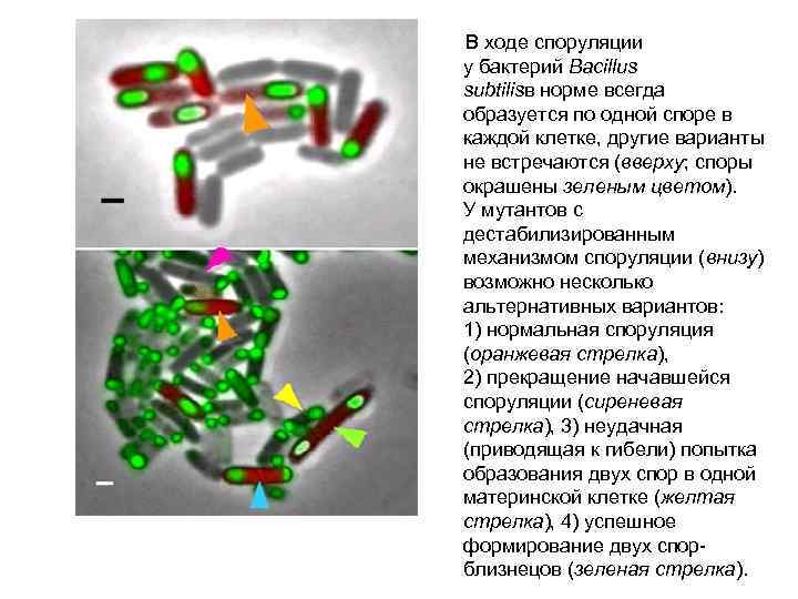 В ходе споруляции у бактерий Bacillus subtilisв норме всегда образуется по одной споре в